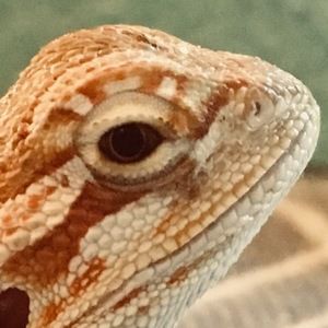 Meet your Posher, Christian